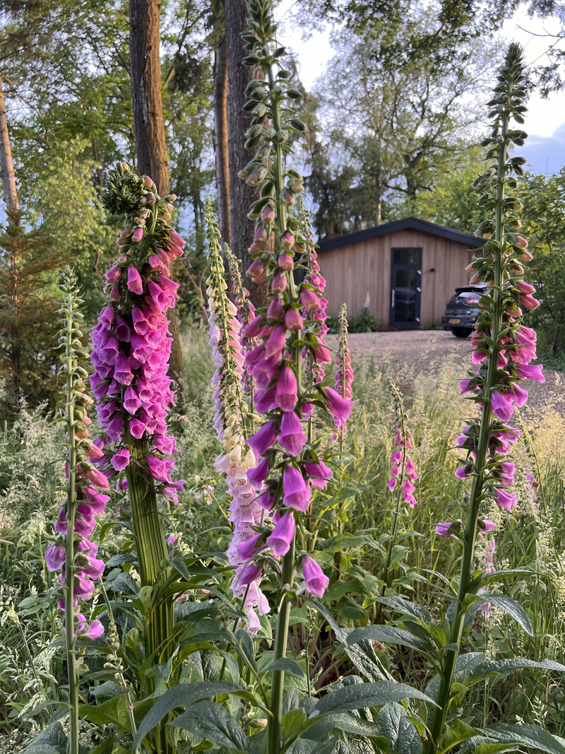 Huis met bloemetjes - www.ourcabin.nl - we hebben een bos